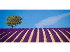 Francie Provence