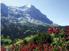 Hotel Jungfrau Lodge_ubytování Švýcarsko Alpy