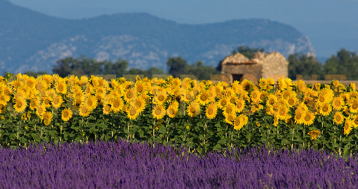 provence_france.jpg